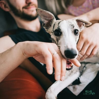 Dog Lover 400 x 400