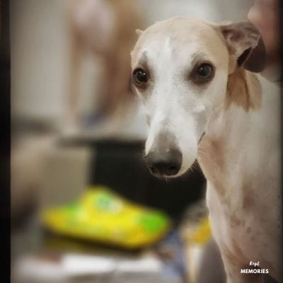 Jasper 400 x 400